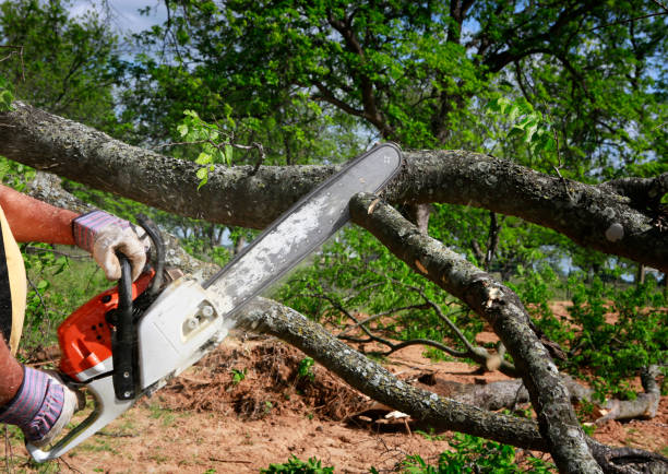 Why Choose Our Tree Removal Services in Hartsville, SC?